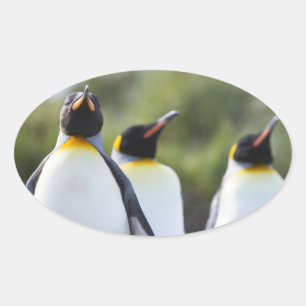 Adesivo Oval Pinguins-rei
