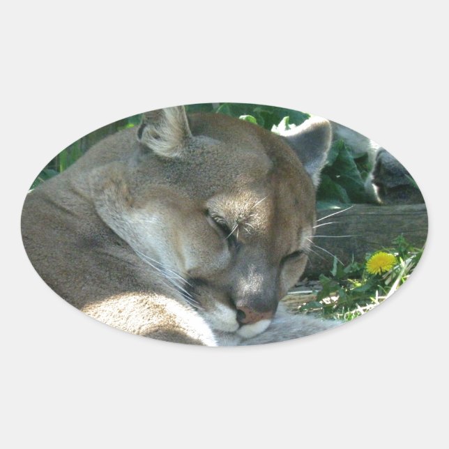 Adesivo Oval Pinheiros Cougar em Descolhimento (Frente)