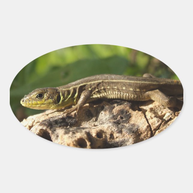 Adesivo Oval Pinheiros do Lagarto (Frente)