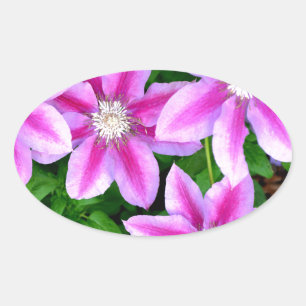 Adesivo Oval Pink Clematis e wilégano