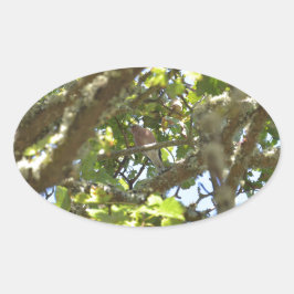 Adesivo Oval Pintassilgo-real