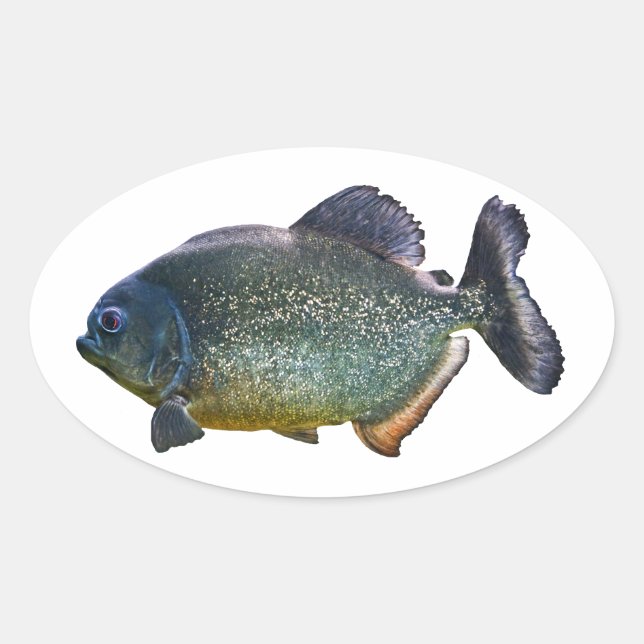 Adesivo Oval Piranha Sticker (Frente)