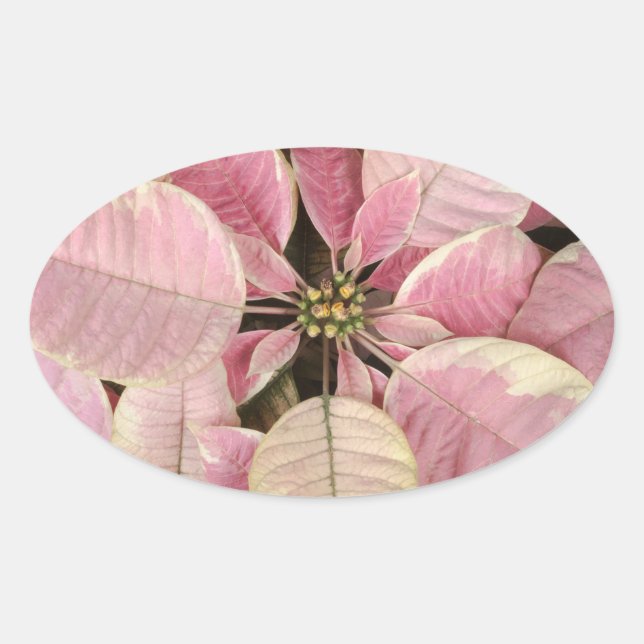 Adesivo Oval Poinsettia Oval Stickers (Frente)