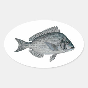 Adesivo Oval Porgy - Escopa