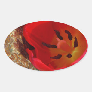 Adesivo Oval Primavera amarelo e Red Tulip