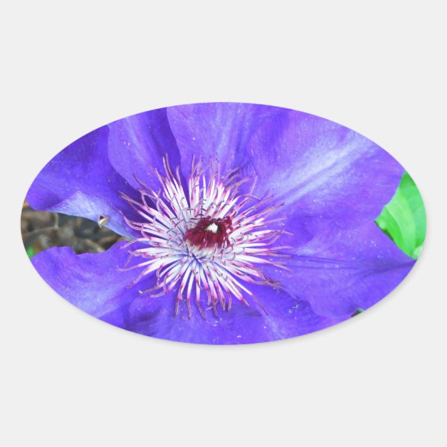 Adesivo Oval Purple Clematis Flower (Frente)