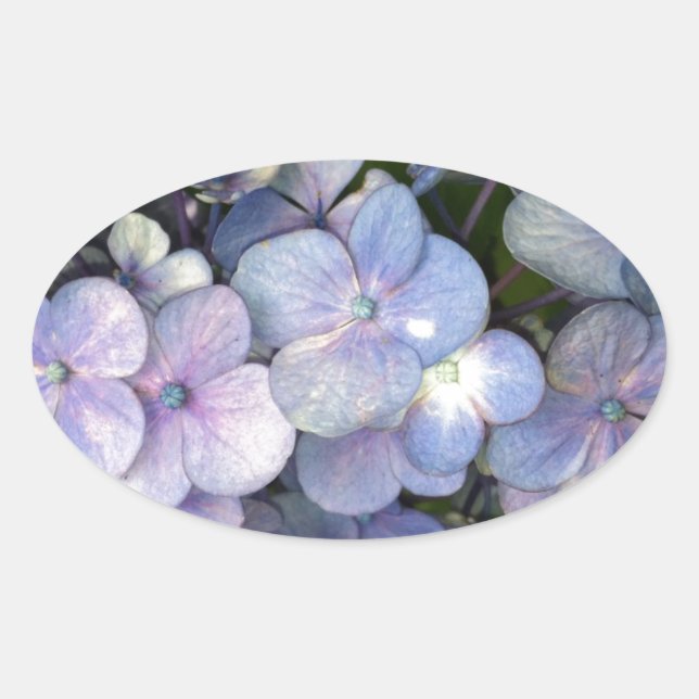Adesivo Oval Púrpura Azul Hydrangea Oval Stickers (Frente)
