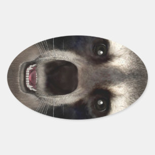 Adesivo Oval Raccoon