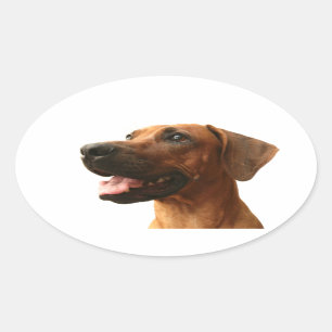 Adesivo Oval Ridgeback rodesiano