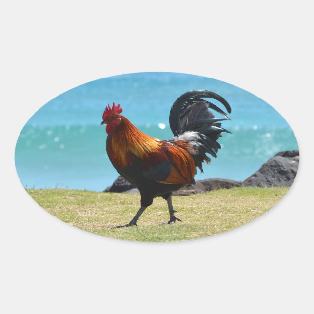 Adesivo Oval Rooster Kauai (Frente)
