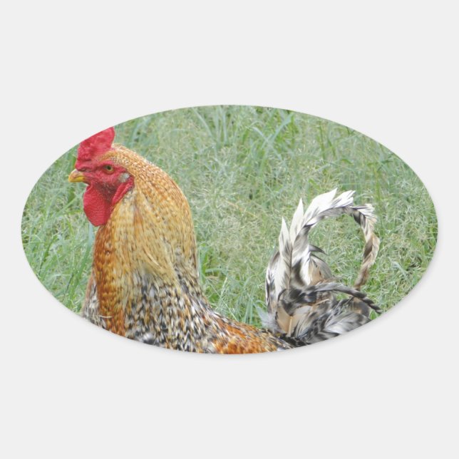 Adesivo Oval Roosters (Frente)