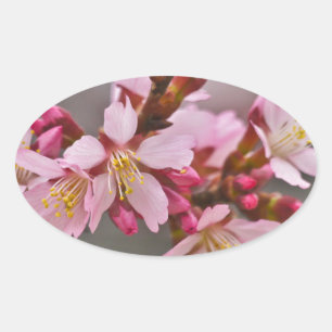 Adesivo Oval Rosa Contra Um Céu Cinza Flor de Cerejeira Japones