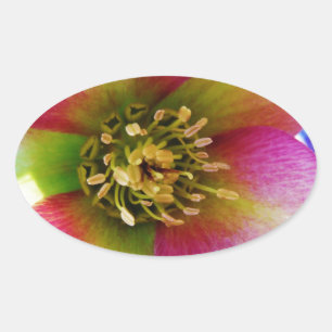 Adesivo Oval Rosa cor-de-rosa,