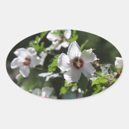 Adesivo Oval Rosa de Sarã