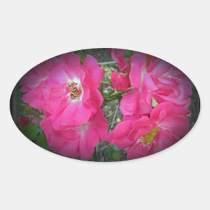 Adesivo Oval Rosa de Subida Rosa