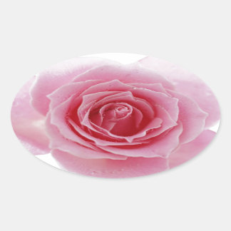 Adesivo Oval Rosa Rosa Rosa
