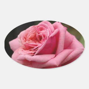 Adesivo Oval Rosa Rosa Rosa Rosa I Bonito Fotografia Floral