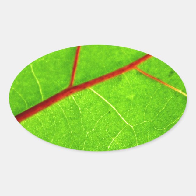 Adesivo Oval Rua. Thomas 1 (Frente)