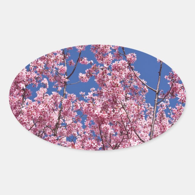 Adesivo Oval Sakura Cherry Blossoms No Azul (Frente)