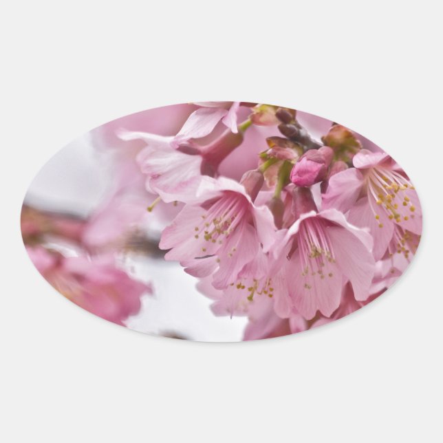 Adesivo Oval Sakura Cherry Blossoms Rosa Pálido (Frente)