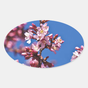 Adesivo Oval Sakura Cherry Blossoms tocando azul