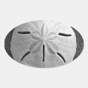 Adesivo Oval Sand Dollar Seashell Beach Sticker
