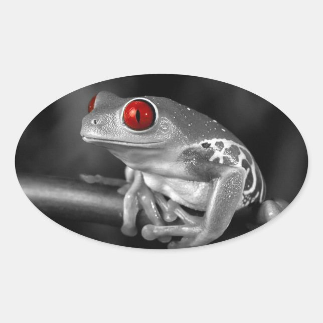 Adesivo Oval Sapo de Árvore Vermelha (Frente)