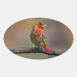 Adesivo Oval Scarlet Tanager Molting - Fotografia original