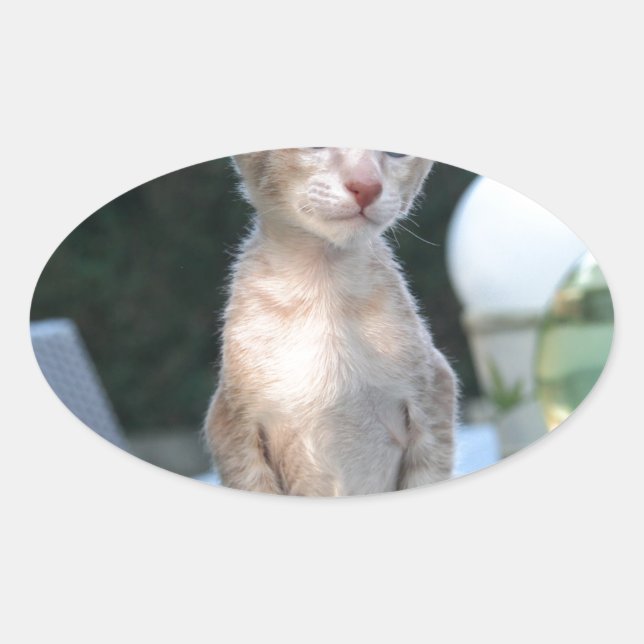 Adesivo Oval Siamese Kitten em uma mesa (Frente)