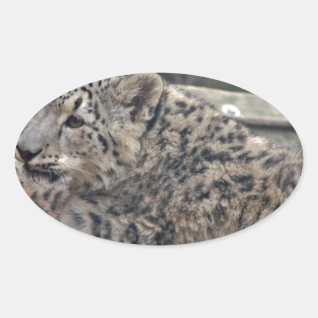 Adesivo Oval Snow Lepard (Frente)