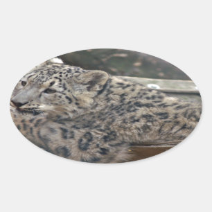 Adesivo Oval Snow Lepard