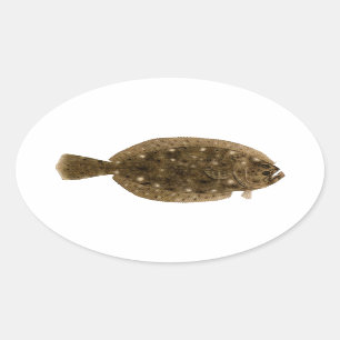 Adesivo Oval Solha - solha de verão
