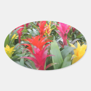 Adesivo Oval Stickers - Floresta de Bromélia