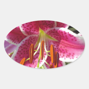 Adesivo Oval Summer Lily
