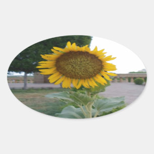 Adesivo Oval Sunflower Art Impressão