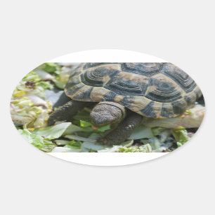 Adesivo Oval Tartaruga