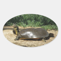 Tartaruga de concha mole
