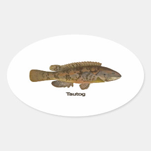 Adesivo Oval Tautog (blackfish)