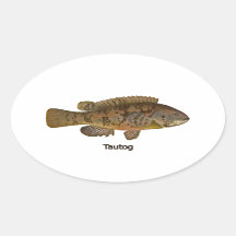 Tautog (peixe negro)