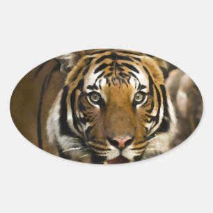 Adesivo Oval Tigre Siberiano