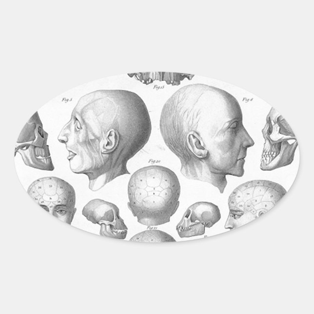 Adesivo Oval Tipos do crânio (Frente)