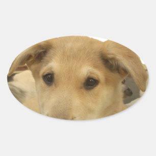 Adesivo Oval Todos os Cachorros Têm o iTS DAY Hakuna Matata Dia