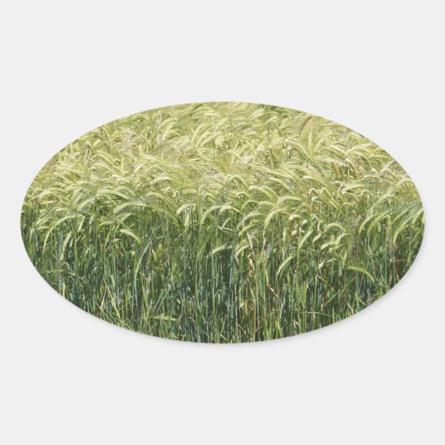 Adesivo Oval Trigo - Saboroso! (Frente)