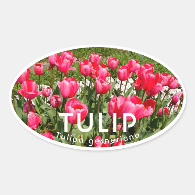 Adesivo Oval Tulip (Frente)