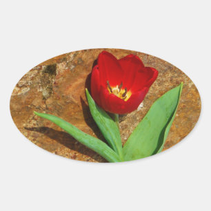 Adesivo Oval Tulipa Amarela e Vermelha