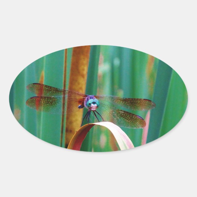 Adesivo Oval Um Dragonfly de Olhos Vermelhos com cattails (Frente)