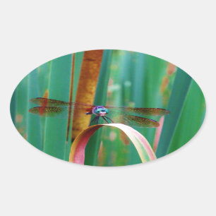 Adesivo Oval Um Dragonfly de Olhos Vermelhos com cattails