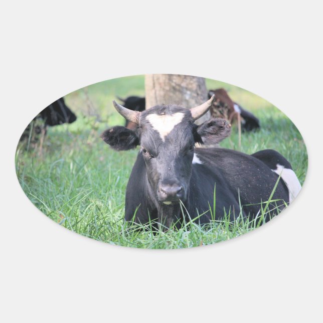 Adesivo Oval Vaca (Frente)