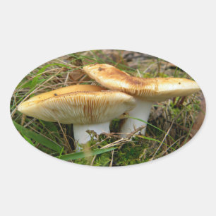 Adesivo Oval Vinheta Dupla Cogumelos