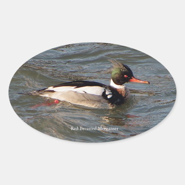 Adesivo Oval Vinheta Merganser vermelha (Frente)